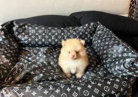 Regala cuccioli di Volpino Pomerania