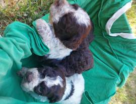 cuccioli di lagotto