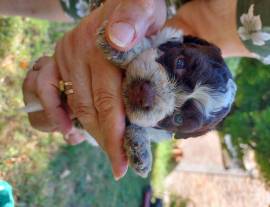 cuccioli di lagotto