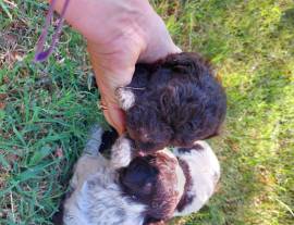 cuccioli di lagotto