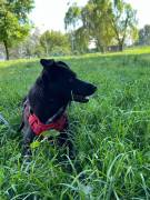 Cocco, dolcissimo cagnolino aspetta una famiglia