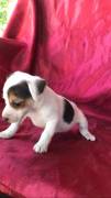 Regala dei cuccioli di Jack Russel