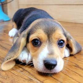 REGALO Cuccioli dolce e bella Beagle Stiamo dando questi nostri cuccioli sani maschi e femmine in un