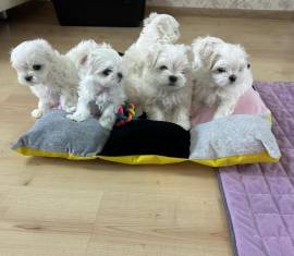 Regala cuccioli di Maltese