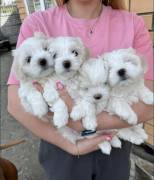 Regala cuccioli di Maltese