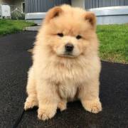 adorabili cuccioli di chow chow femminucce e maschietti disponibili . i cuccioli sono vaccinati sver