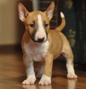 adorabili cuccioli di bull terrier femminucce e maschietti disponibili . i cuccioli sono vaccinati s