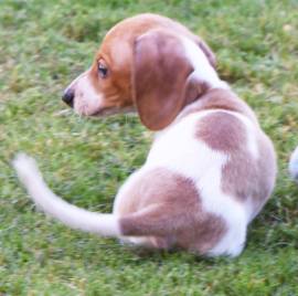 Regalo adorabili cuccioli bassotto femminucce e maschietti gratuita i cuccioli sono vaccinati svermi