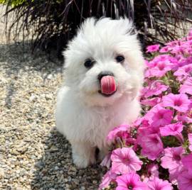 Regalo ALLEVAMENTO MALTESI TAGLIA MINI TOY Ho bellissimi cuccioli maltese pronti per loro nuove case