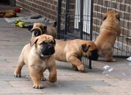 egalo abbiamo cuccioli di BullMastiff sono BullMastiff di dimensioni . sono registrati AKC. sono mol