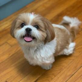 Regalo Bellissimi cuccioli allevati Shih-tzu, colore bianco e nero. Due e una feminuccia Maschietti.