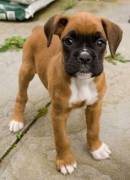 Regalo Cuccioli Boxer cuccioli boxer maschio e femmina disponibile