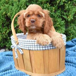 REGALO Golden retriver cuccioli Abbiamo disponibili cuccioli con garanzia,almeno 2 vaccinazioni, mic