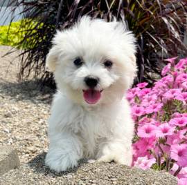 Regalo cuccioli di maltese per l'adozione disponibili per una buona case, i cuccioli sono ben treno 