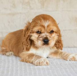 Regalo CUCCIOLI COCKER SPANIEL 1 maschio e 2 femmine .I cuccioli verranno con PEDIGREE, microchip, v