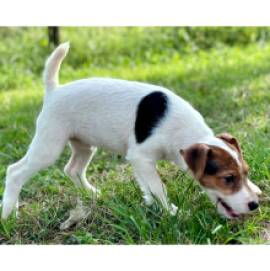 Regalo CUCCIOLI DI RAZZA PURA JACK RUSSEL Tutti i documenti sono disponibili, di contattarci per ult