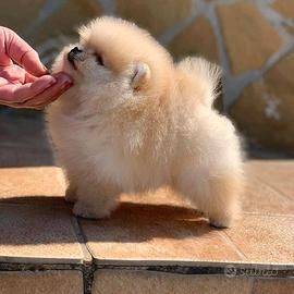 Regalo Volpino Pomerania cuccioli Splendidi cuccioli di Volpino edibilin ex vaccino s verminazione e