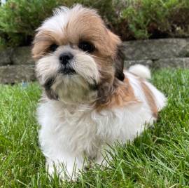 Regalo cuccioli di shitzu meraviglioso il musetto degli shih tzu maschio e femmina tutti completamen