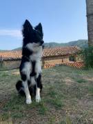 Regalo cane bordie Collie