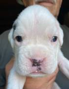 BOXER CUCCIOLI