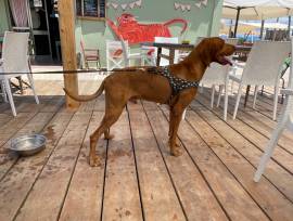 Bracco ungherese Vizsla disponibile per monta