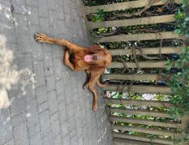 Bracco ungherese Vizsla disponibile per monta