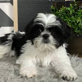 Regalo Bellissimi cuccioli allevati Shih-tzu, colore bianco e nero. Due e una feminuccia Maschietti.