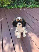 cuccioli di cavalier king femminucce e maschietti disponibili per l'adozione gratuita i cuccioli son