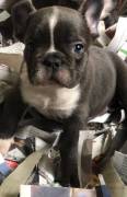 Bulldog francese blue