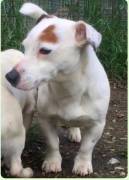 Jack Russell cucciola 