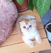 Scottish fold e straight gattini 