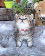 Scottish fold e straight gattini 