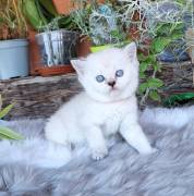 Scottish fold e straight gattini 