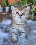 Scottish fold e straight gattini 