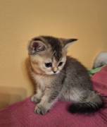 Scottish fold e straight gattini 