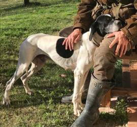 Cuccioli di Bracco-pointer da tartufo