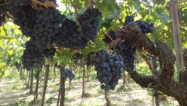 Uva a bacca rossa Montepulciano