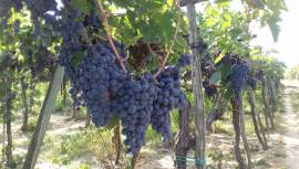 Uva a bacca rossa Montepulciano