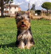 Yorkshire terrier