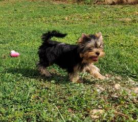 Yorkshire terrier