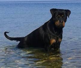 ROTTWEILER FEMMINA CON PEDIGREE