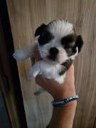 Cuccioli di shihtzu/shih tzu/shitzu/shi tzu allevati in casa