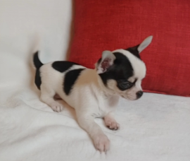 cuccioli di chihuahua in vendita