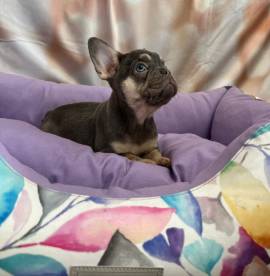 cucciola di Bouledogue Francese blu e tan femmina