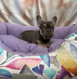 cucciola di Bouledogue Francese blu e tan femmina