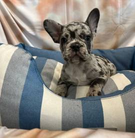 cucciolo di Bouledogue Francese blu merle maschio