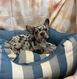 cucciolo di Bouledogue Francese blu merle maschio