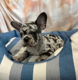 cucciolo di Bouledogue Francese blu merle maschio