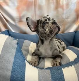 cucciolo di Bouledogue Francese blu merle maschio