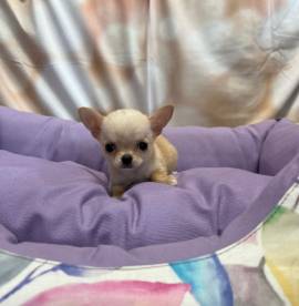  cucciola di Chihuahua crema femmina